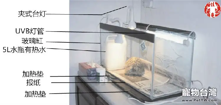 寵物龜疾病護理方法介紹系列之溫度管理