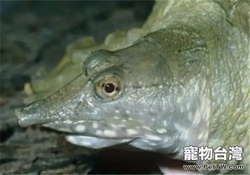 如何預防親鱉春醒後群體死亡(1圖)-寵物台灣