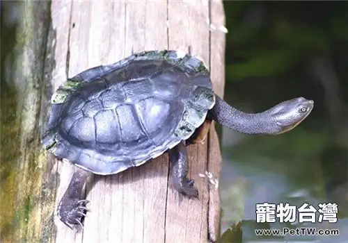 如何飼養長頸水龜(1圖)-寵物台灣