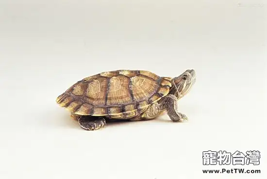 養龜的水管理技術介紹