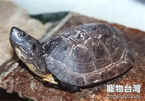 黑頸烏龜的養護(1圖)-寵物台灣