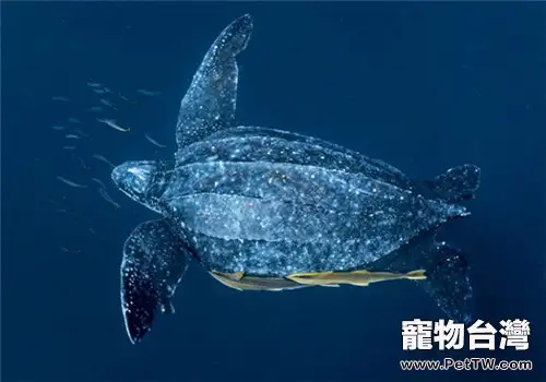 世界龜鱉目動物科、屬目錄大全