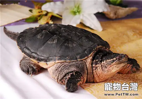 鱷龜常見病害及其防治措施(1圖)-寵物台灣