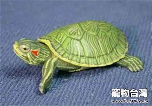 巴西龜幼龜的飼養方法