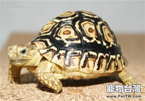 龜類的營養需要(1圖)-寵物台灣
