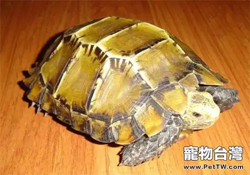 陸龜肺炎治療心得(1圖)-寵物台灣