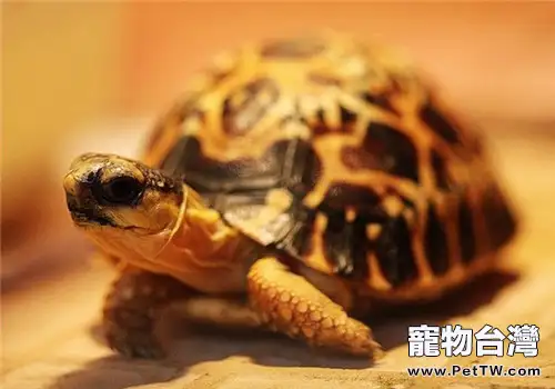 陸龜選購入門指南(1圖)-寵物台灣
