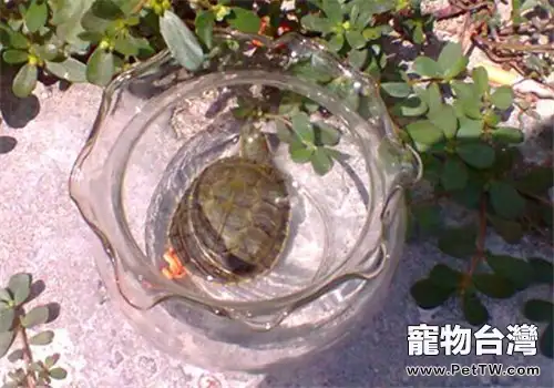 小容器飼養水龜勿忘清洗工作