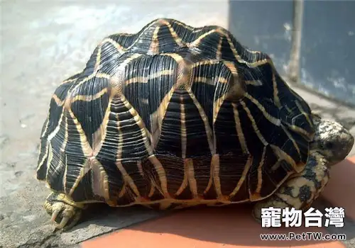 印度星龜幼體的飼養方法