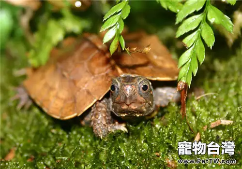 飼養地龜的一些建議