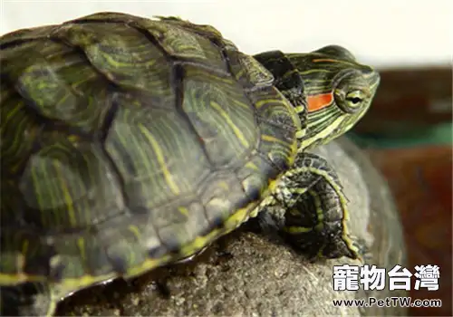 巴西龜的環境佈置建議