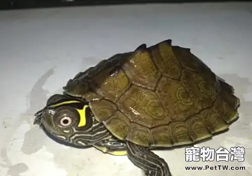 寵物龜使用抗生素的方法(1圖)-寵物台灣