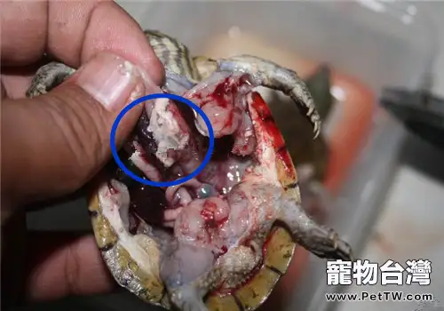 皰疹病毒,能使新龜全軍覆沒(共3張圖片)-寵物台灣