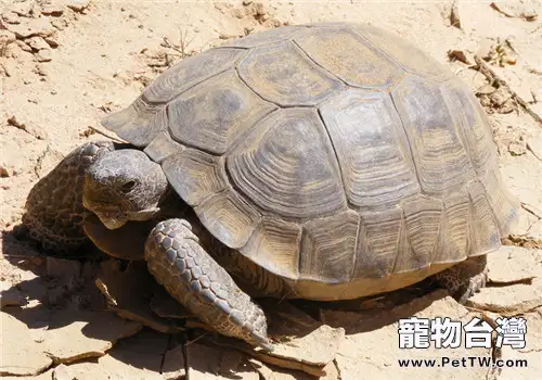 陸龜、草酸與結石（上）