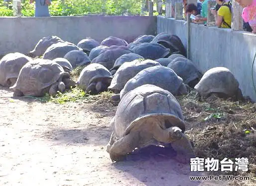 加拉巴戈象龜與亞達伯拉象龜的區別(1圖)-寵物台灣