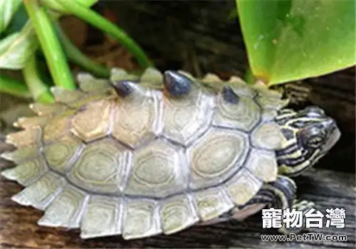 觀賞龜養護之黑瘤地圖龜(1圖)-寵物台灣