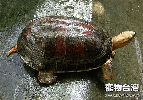 寵物龜使用抗生素的注意事項(1圖)-寵物台灣