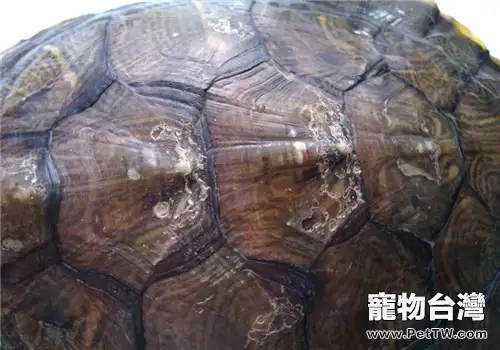 寵物龜爛甲了要如何治療?(1圖)-寵物台灣