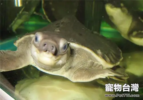 純水棲龜要怎麼養？