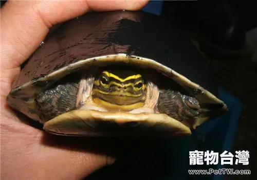 如何治療水龜的肺炎?(1圖)-寵物台灣