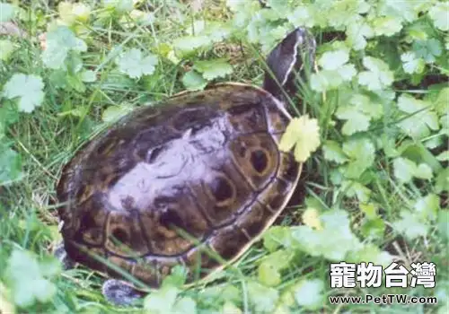 刺激水龜開食有哪些方法?(1圖)-寵物台灣