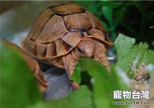 主人如何為陸龜驅蟲?(1圖)-寵物台灣