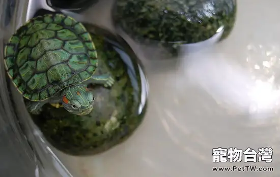 巴西龜喜歡吃的食物有哪些(1圖)-寵物台灣