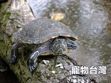 家養烏龜到底能活多長時間