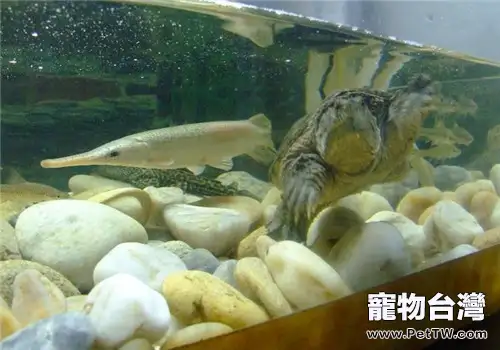 水龜和魚能混養嗎？