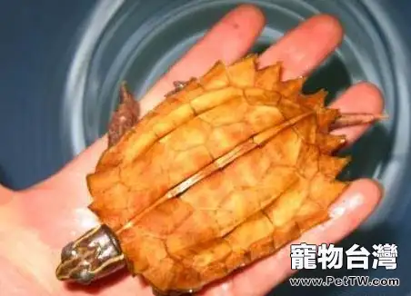 楓葉龜(瑪塔蛇頸龜)的飼養設備須知(1圖)-寵物台灣
