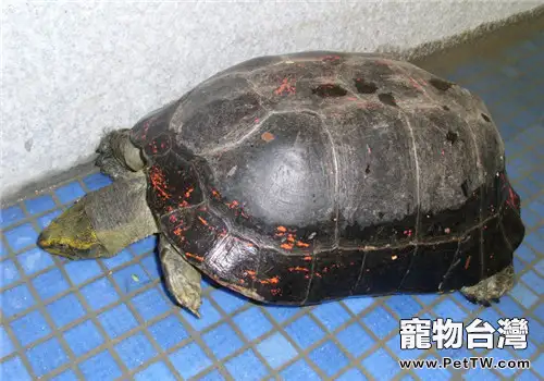 不要隨便放生水龜