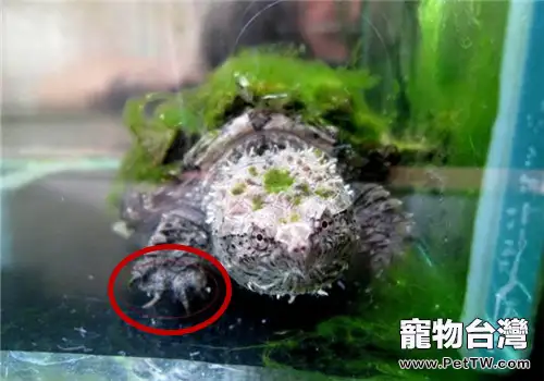 半水棲龜指甲長歪了怎麼辦？