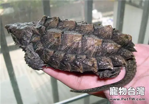 聚維酮碘溶液對龜的作用(1圖)-寵物台灣