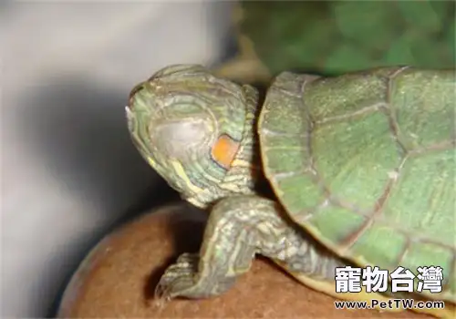 寵物龜白眼病怎麼治?(1圖)-寵物台灣