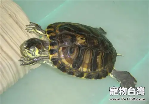 養龜盡量不要混養(1圖)-寵物台灣