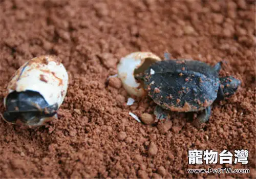 龜卵的人工孵化及稚龜的培育方法