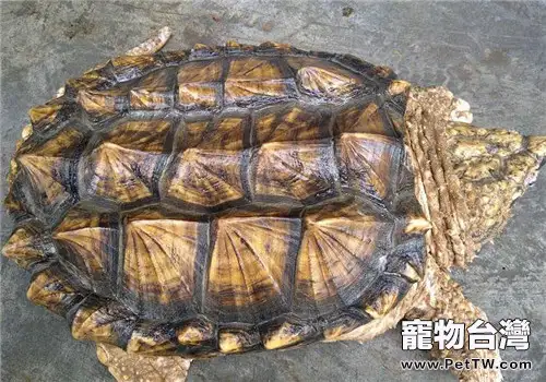 世界上最兇猛的龜是什麼？