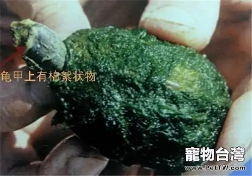 如何區分水龜的腐皮、黴菌與脫皮？