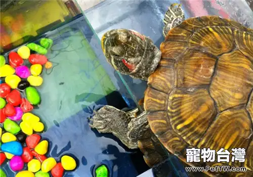 如何區分水龜的腐皮、黴菌與脫皮?(共3張圖片)-寵物台灣