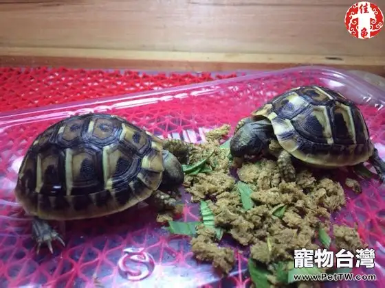 陸龜住院要怎麼護理(共7張圖片)-寵物台灣