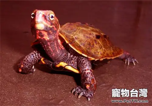 楓葉龜（瑪塔蛇頸龜）的飼養方法