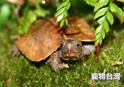 龜龜溺水時如何搶救(1圖)-寵物台灣