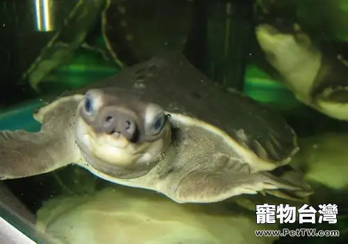 豬鼻龜飼養經驗分享(1圖)-寵物台灣
