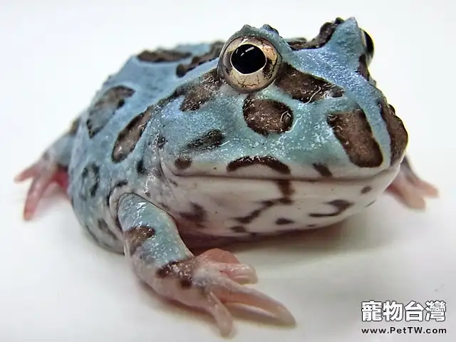 如何消毒角蛙的飼養環境(1圖)-寵物台灣
