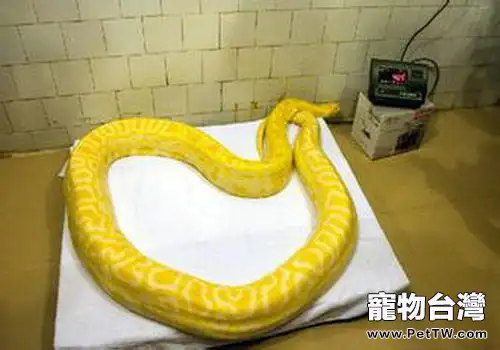 黃金蟒飼養心得(1圖)-寵物台灣