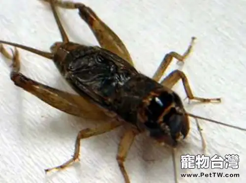 蟋蟀繁殖的常見問題(1圖)-寵物台灣