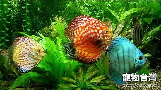 七彩神仙魚亂竄怎麼辦(1圖)-寵物台灣