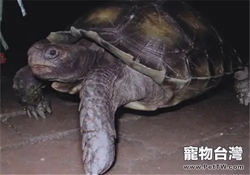 給陸龜吃兔糧真的好嗎?(1圖)-寵物台灣