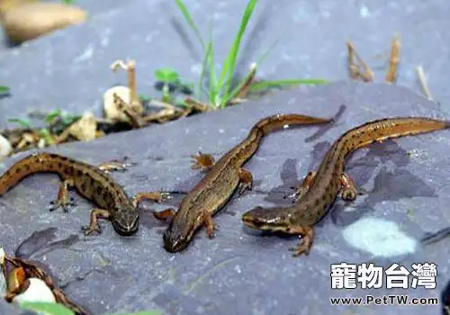 東方蠑螈的飼養要點