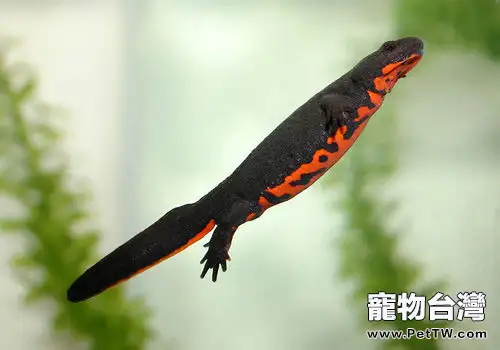 東方蠑螈簡介(1圖)-寵物台灣